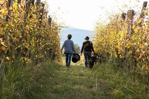 vendange Domaine Latapy